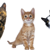Facts About Cats