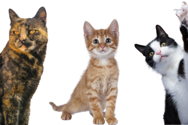 Facts About Cats