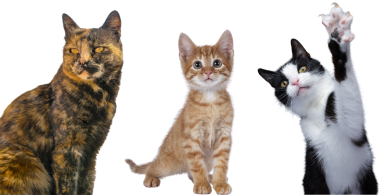 Facts About Cats