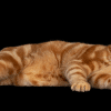 facts about ginger tabby cats