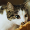 human foods your cat can eat