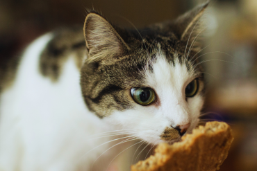 human foods your cat can eat