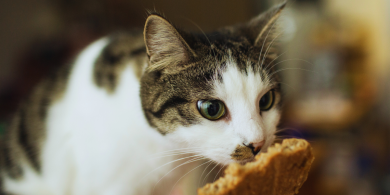 human foods your cat can eat