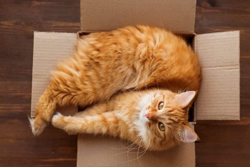 why cats love boxes