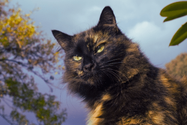 cats are obligate carnivores