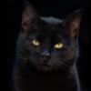 black cat facts