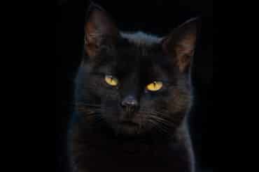 black cat facts