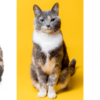 facts about calico cats