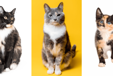 facts about calico cats