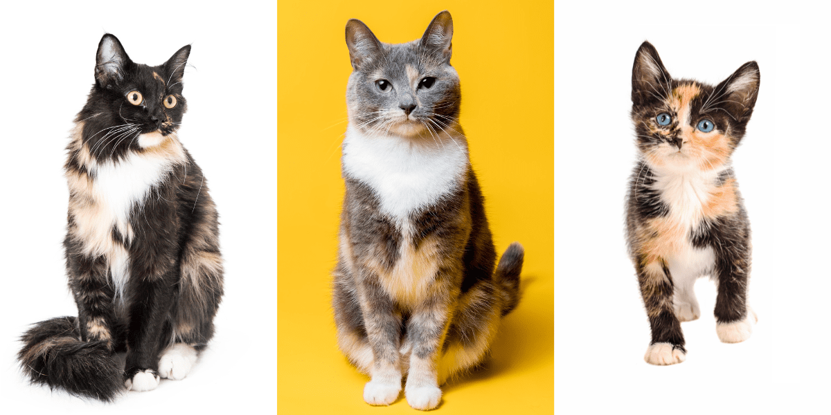 Types Of Calico Patterns At Mary Spurr Blog