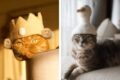 cat hats