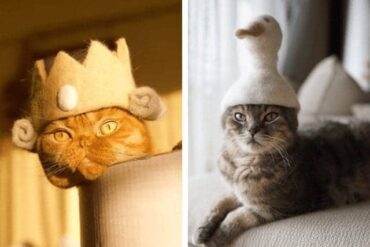 cat hats