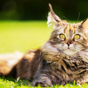 facts about maine coon cats