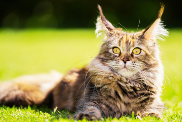 facts about maine coon cats