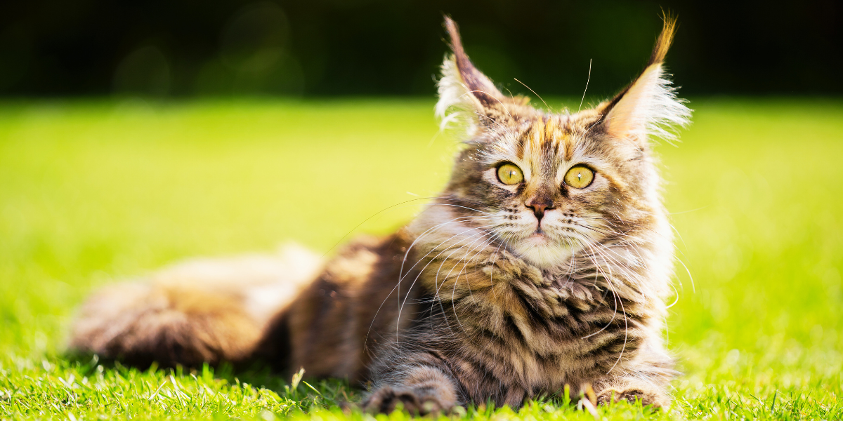 Maine Coon Cats