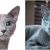 russian blue cat facts