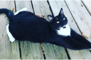 why cats sploot