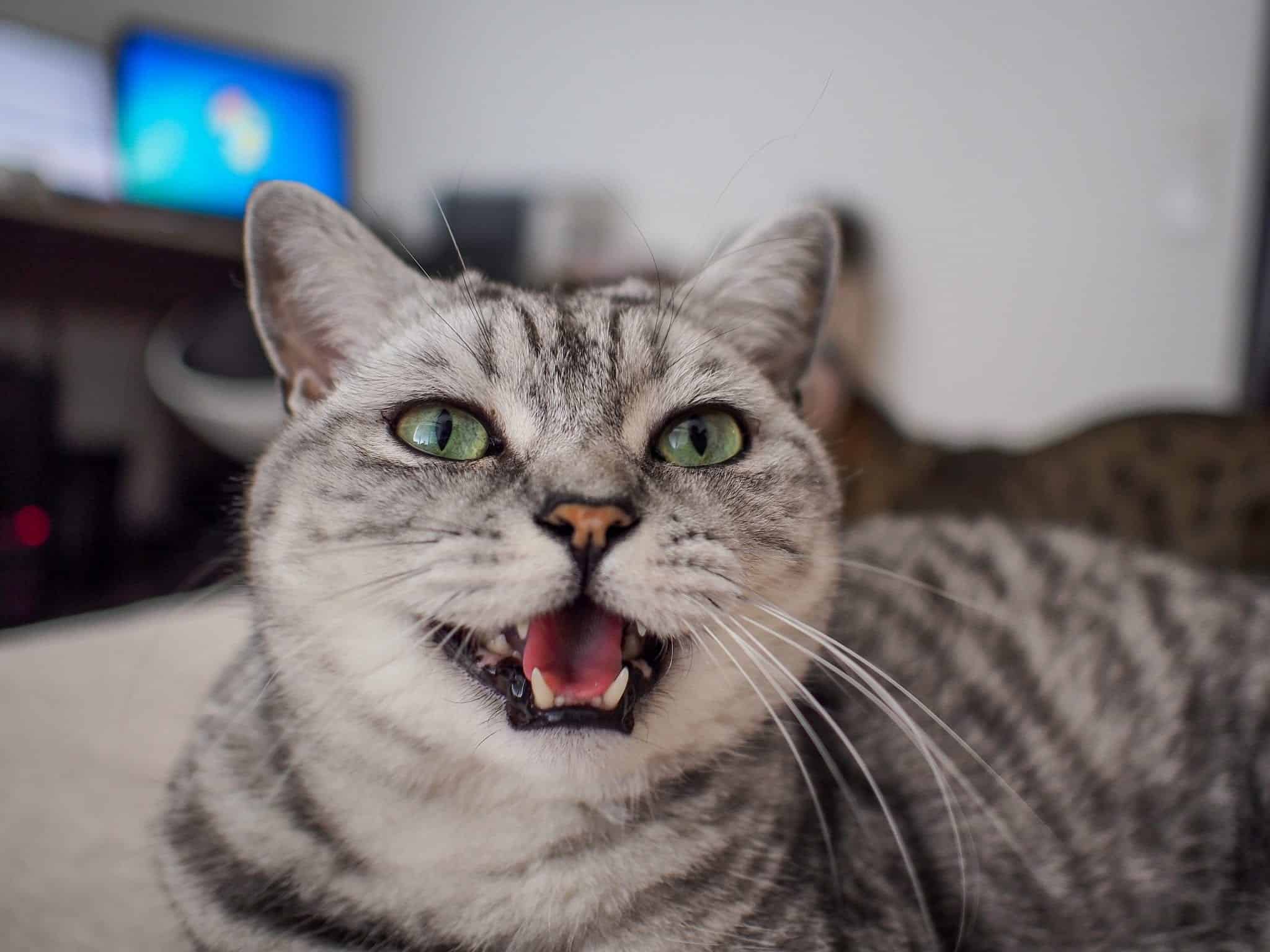 5 Reasons Why Your Cat Won t Stop Meowing At You Cattitude Daily