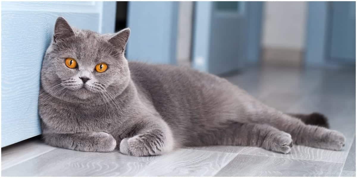 Feline 411: All About British Shorthair Cats