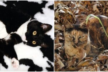 camouflage cats