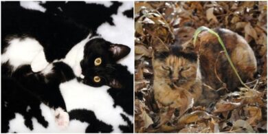camouflage cats