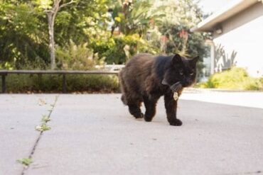 campus cat
