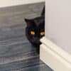 why does my cat follow me to the bathroom?