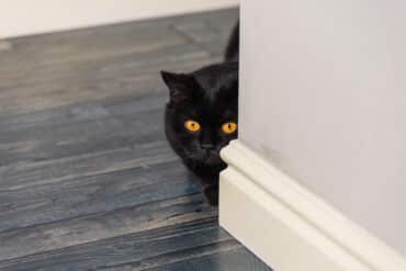 why does my cat follow me to the bathroom?