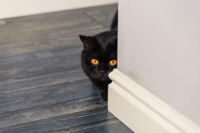 why does my cat follow me to the bathroom?