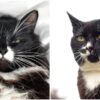 black and white cat