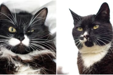 black and white cat