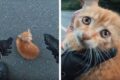 ginger kitten