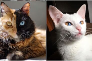 odd eyed cats