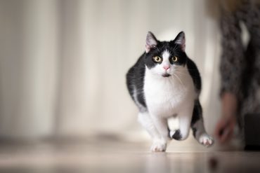 why do cats get the zoomies?