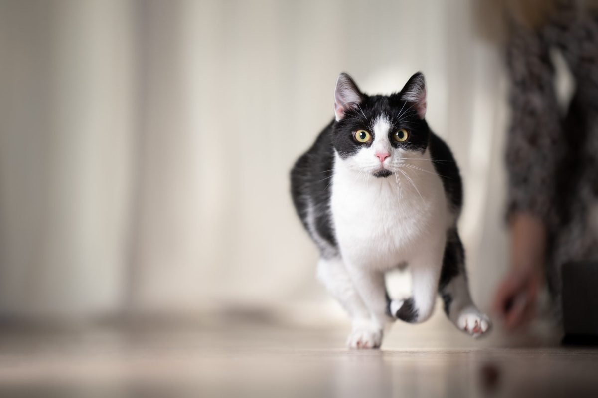 Feline Incontinence: Why Is My Cat Leaking Urine?