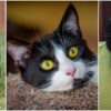 tuxedo cats