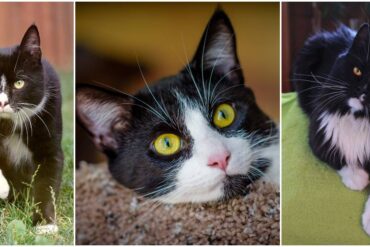 tuxedo cats