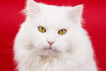 facts about white cats