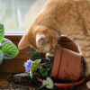 why do cats knock things over