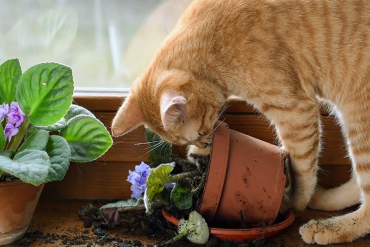 why do cats knock things over