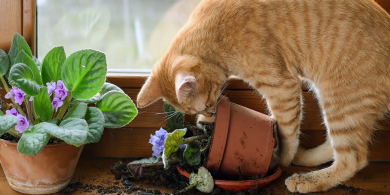 why do cats knock things over