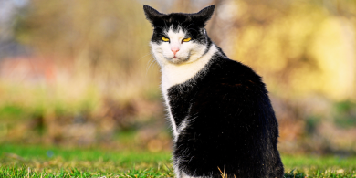 why is my cat so moody?