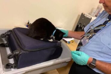 stowaway cat