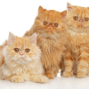 facts about Persian cats