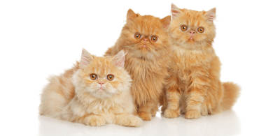 facts about Persian cats