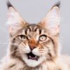 flehmen response