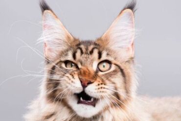 flehmen response