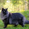 facts about Norwegian Forest Cats