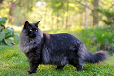 facts about Norwegian Forest Cats