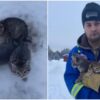 kittens rescue